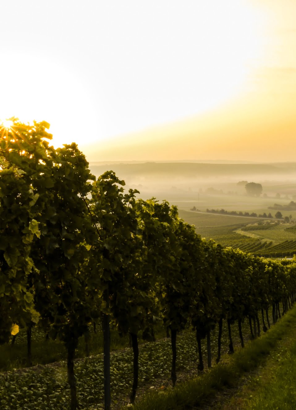 alto douro vinhateiro